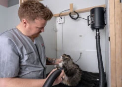 Metro Air Force Blaster 1-Speed Hair Dryer -Pawfect Care Store 14mtr022 1 lpd6e3pjgfkpbkq2