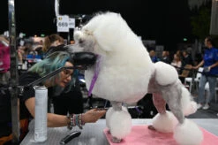 Groom-X Pro Comfort Rest -Pawfect Care Store 16grx017 5 aonoeisriybl39if