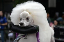 Groom-X Pro Comfort Rest -Pawfect Care Store 16grx017 6 ry64us2wa44g4lvf