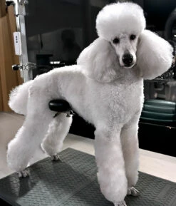 Groom-X Pro Comfort Rest -Pawfect Care Store 16grx017 9 rp4jzbml9lhos7le