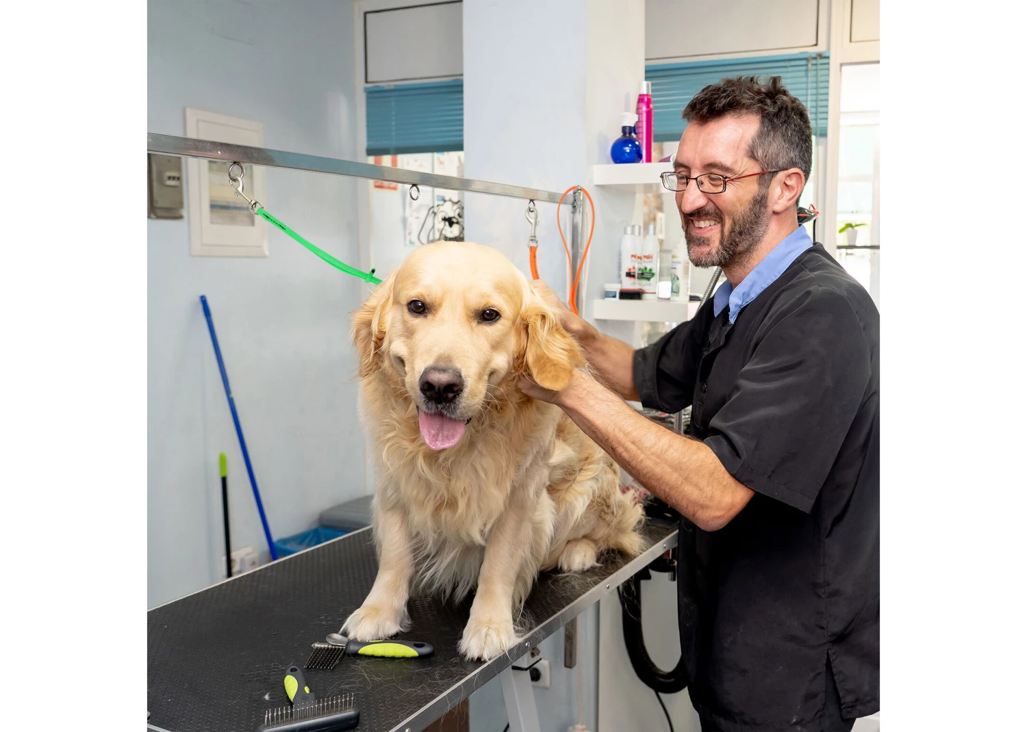 Jelly Pet Grooming Loop Lime Green 46 Cm X 1 Cm 4 Jelly Pet Grooming Loop Lime Green 46 Cm X 1 Cm - Image 2