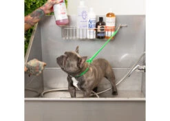 Jelly Pet Grooming Loop Lime Green 46 Cm X 1 Cm 11 Jelly Pet Grooming Loop Lime Green 46 Cm X 1 Cm -Pawfect Care Store 16jpe005 2 unxmny0cv0qv4s2w