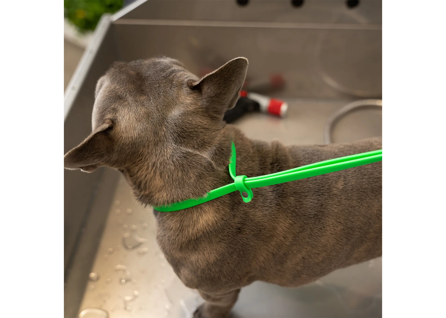 Jelly Pet Grooming Loop Lime Green 46 Cm X 1 Cm 6 Jelly Pet Grooming Loop Lime Green 46 Cm X 1 Cm - Image 4