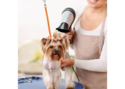 Jelly Pet Grooming Loop Hunter Orange 61 Cm X 1 Cm -Pawfect Care Store 16jpe013 3 dmkuyd6m6umg9prl