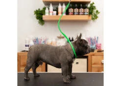 Jelly Pet Grooming Loop Lime Green 61 Cm X 1 Cm -Pawfect Care Store 16jpe014 1 dorhxfcdwvadib98