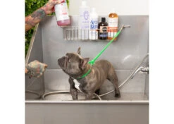 Jelly Pet Grooming Loop Lime Green 61 Cm X 1 Cm -Pawfect Care Store 16jpe014 2 qkyiw1ck4u5nsdeg