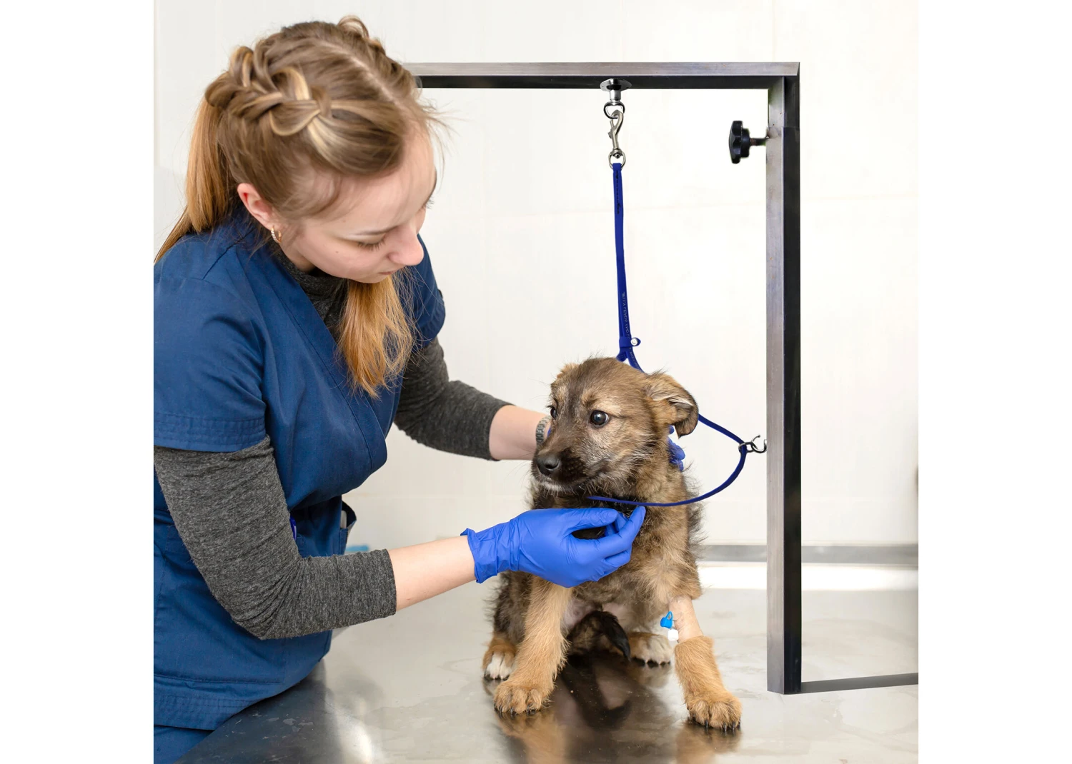 Jelly Pet Grooming Loop W/Ring Royal Blue 46 Cm X 1 Cm 4 Jelly Pet Grooming Loop W/Ring Royal Blue 46 Cm X 1 Cm - Image 2