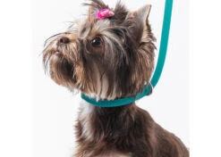 Jelly Pet Grooming Loop Slip Style Teal 63 Cm X 1 Cm -Pawfect Care Store 16jpe051 2 rw3havvuqxfptusj