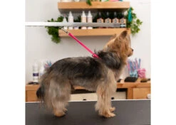 Jelly Pet Grooming Loop Slip Style Hot Pink 76 Cm X 1,25 Cm 9 Jelly Pet Grooming Loop Slip Style Hot Pink 76 Cm X 1,25 Cm -Pawfect Care Store 16jpe055 4 3s7iz8fzz6qsipxl
