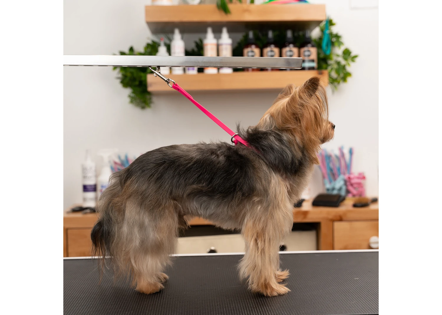 Jelly Pet Grooming Loop Slip Style Hot Pink 76 Cm X 1,25 Cm 5 Jelly Pet Grooming Loop Slip Style Hot Pink 76 Cm X 1,25 Cm - Image 3
