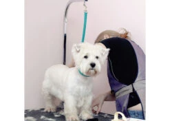 Jelly Pet Grooming Loop Slip Style Teal 76 Cm X 1,25 Cm 8 Jelly Pet Grooming Loop Slip Style Teal 76 Cm X 1,25 Cm -Pawfect Care Store 16jpe060 2 ncunkle3msv07cb5