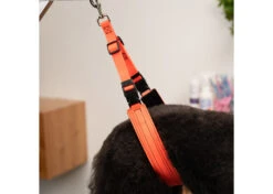 Jelly Pet Belly Band Hunter Orange 9 Jelly Pet Belly Band Hunter Orange -Pawfect Care Store 16jpe065 3 kern9mgr0nbunuxb