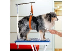 Jelly Pet Belly Band Hunter Orange 10 Jelly Pet Belly Band Hunter Orange -Pawfect Care Store 16jpe065 4 m2s1t1ncsukyhyc6