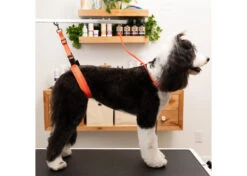 Jelly Pet Belly Band Hunter Orange 11 Jelly Pet Belly Band Hunter Orange -Pawfect Care Store 16jpe065 xdsivlkfhfqpnqkk