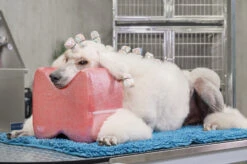 Show Tech Topknot Cushion Glitzy Red - M -Pawfect Care Store 16ste071 1 1620ubxnlb5isaud