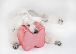 Show Tech Topknot Cushion Glitzy Purple - S -Pawfect Care Store 16ste071 4 rqxrm29gyv7yeiq4