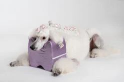 Show Tech Topknot Cushion Glitzy Purple - S -Pawfect Care Store 16ste074 2 ywprvhtxytyxd0w2