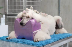 Show Tech Topknot Cushion Glitzy Purple - S -Pawfect Care Store 16ste074 3 izfxejnisr6q3zt9