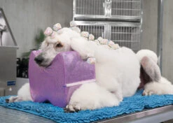 Show Tech Topknot Cushion Glitzy Purple - S -Pawfect Care Store 16ste074 4 pmowrgpqs4qvd0o6