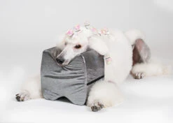 Show Tech Topknot Cushion Glitzy Purple - S -Pawfect Care Store 16ste077 4 2b2gjmg5szzemg2m