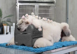 Show Tech Topknot Cushion Glitzy Purple - S -Pawfect Care Store 16ste077 5 7vs2puyr7qoisa5i