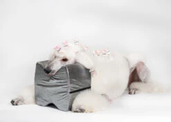 Show Tech Topknot Cushion Glitzy Purple - S -Pawfect Care Store 16ste077 6 ksx9hqk4bll74kny