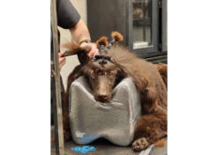 Show Tech Topknot Cushion Glitzy Black - L -Pawfect Care Store 16ste077 klant 5iutcpgzbsigs8q8