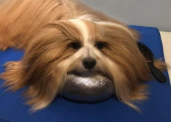 Show Tech Comfy Grooming Cushion Glitzy Brown - S 9 Show Tech Comfy Grooming Cushion Glitzy Brown - S -Pawfect Care Store 16ste082 4 ddrdxtfrrzekda93