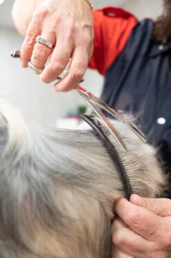 Show Tech Curved Scissoring Comb Plastic 21,5cm -Pawfect Care Store 22yen086 2 3glldwcelpbegg01