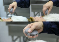 Second Choice Groom Stone Oval Grey 8,5x4,9x2cm 1+2 Free 7 Second Choice Groom Stone Oval Grey 8,5x4,9x2cm 1+2 Free -Pawfect Care Store 23div001 o7ppqzo9pcr5fzvw