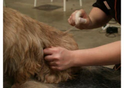 Show Tech Finger Condoms 100 Pcs White - M -Pawfect Care Store 23ste028 32x vuj5m6o46x8cqmlh