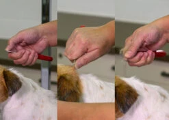 Show Tech Solid Stripper -Pawfect Care Store 23ste056 2 08e1oelgne4hn9jf