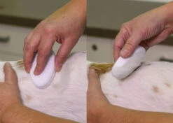 Show Tech Groom Stone Oval White 8.5 X 4.9 X 2 Cm -Pawfect Care Store 23ste058 lvbt21witqz6qqsr