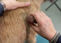 Show Tech Groom Stone Dark Brown 8 X 4 X 3 Cm -Pawfect Care Store 23ste062 3 2oebkqmcw3svmfro