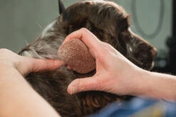 Show Tech Groom Stone Dark Brown 8 X 4 X 3 Cm -Pawfect Care Store 23ste062 4 tjg4hkwqlbwve8ak