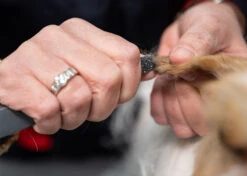 Show Tech Comfy Stripping Stick 13 Mm Double Sided -Pawfect Care Store 23ste065 1 xn7hafd6vtgghsbx