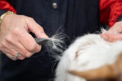 Show Tech Comfy Stripping Stick 13 Mm Double Sided -Pawfect Care Store 23ste065 3 8ydt4sm2l5yvciqs