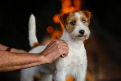 The Sentinel Stripper W2 Medium Wide Left Hand -Pawfect Care Store 23tse001 7 lfiknnp6djrhl6a6