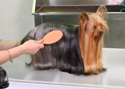 Yento 60-60 Pin Brush -Pawfect Care Store 24yen008 5 jqeiye33tl2d01dk