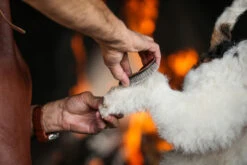 The Sentinel Terrier Pad New 13 The Sentinel Terrier Pad New -Pawfect Care Store 28tse001 7 9mzzs0xrzm8gkpyv