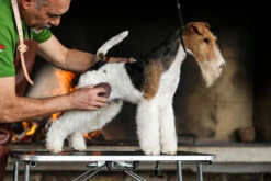 The Sentinel Terrier Pad New 14 The Sentinel Terrier Pad New -Pawfect Care Store 28tse001 8 mz5xktdyjlyssadl