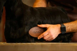 The Sentinel Terrier Pad New 15 The Sentinel Terrier Pad New -Pawfect Care Store 28tse001 9 pkexwdntun0utcyb