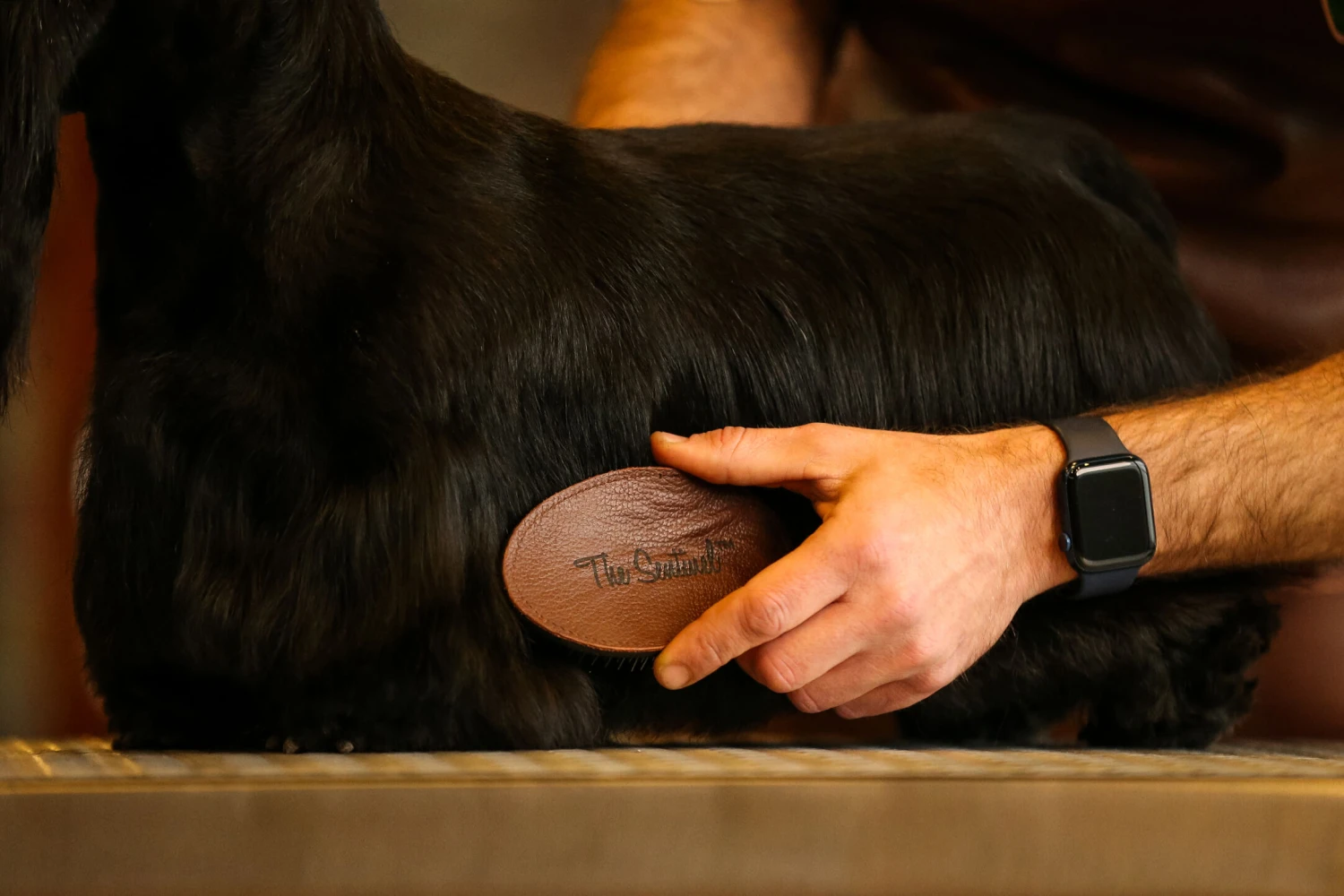 The Sentinel Terrier Pad New 9 The Sentinel Terrier Pad New - Image 7