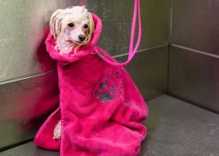 Show Tech+ Dry Dude Medium Hot Pink Bathrobe -Pawfect Care Store 33stp009 5sml6n09usena7u9