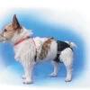 Show Tech Pet Pants Size 5 (58-74cm) Sanitary Pants -Pawfect Care Store 35ste017 12x katjyt5utcuslais