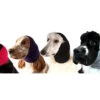 Show Tech Ear Buddy Pro Pack 1 Show Tech Ear Buddy Pro Pack -Pawfect Care Store 35ste071 12x vbdyd2axztx6d3us