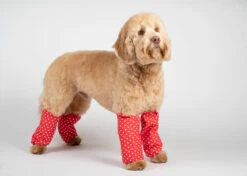 Show Tech Leggings Polka Dots For Standard Poodle -Pawfect Care Store 35ste157 b9xtlr1pdxbwwnul