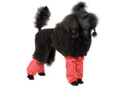Show Tech Leggings Polka Dots For Miniature-Sized Poodle