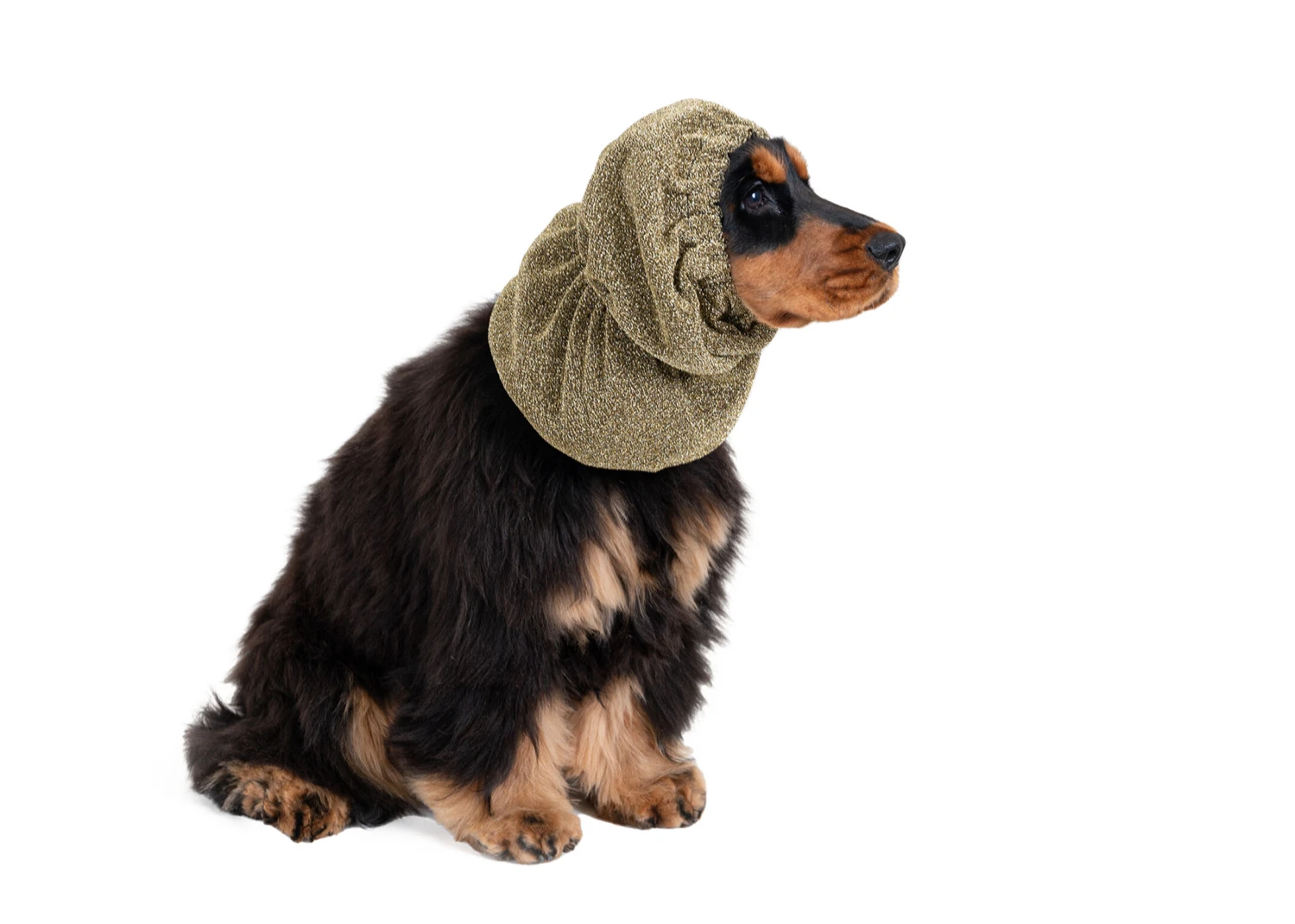 Show Tech Snood Luxe Royal Spaniël Gold Ear Covers 9 Show Tech Snood Luxe Royal Spaniël Gold Ear Covers - Image 7