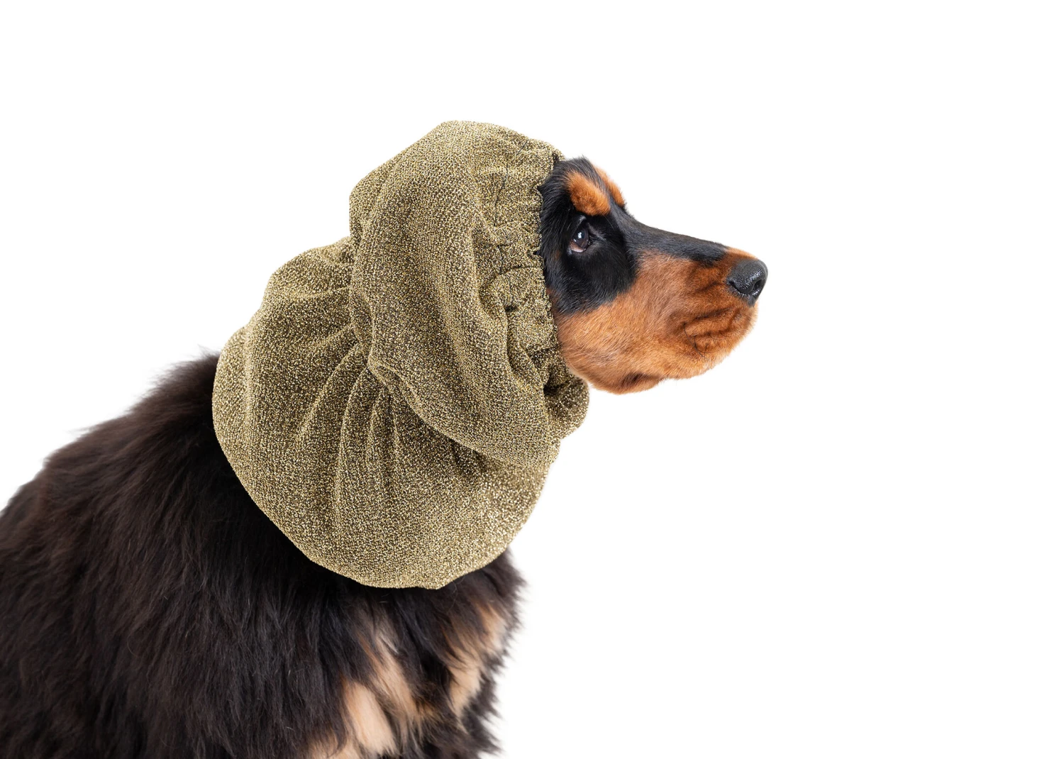 Show Tech Snood Luxe Royal Spaniël Gold Ear Covers 10 Show Tech Snood Luxe Royal Spaniël Gold Ear Covers - Image 8